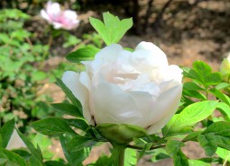 甘肅臨夏河州牡丹800平米花卉（鮮花）保鮮冷庫設計建造方案