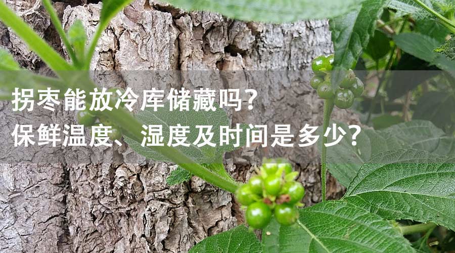 拐棗能放冷庫(kù)儲(chǔ)藏嗎？保鮮溫度、濕度及時(shí)間是多少？